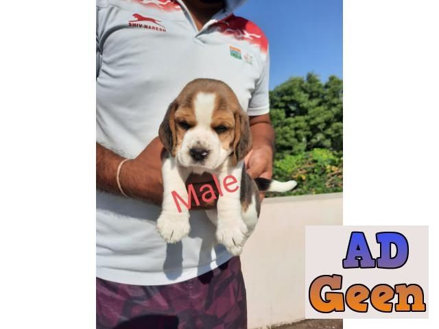 used BEAGLE PUPPIES AVAILABLE IN DELHI NCR. DEWORMED AND VACCINATED. CONTACT 8130629789 for sale 